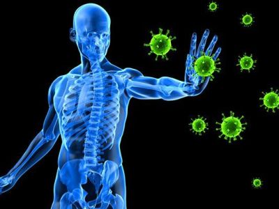Immune System (What it actually is to the&nbsp;body)